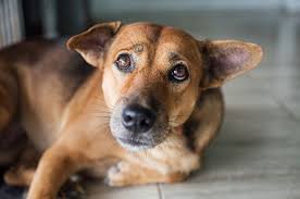 Maltratar a un animal te podría llevar hasta un año de prisión y multa de hasta (50) salarios