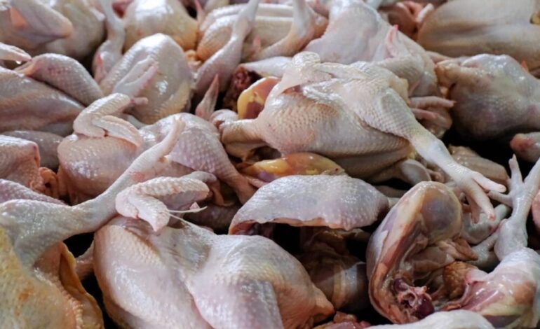 Pequeños comerciantes contradicen versión oficial y advierten posible escasez de pollo en diciembre