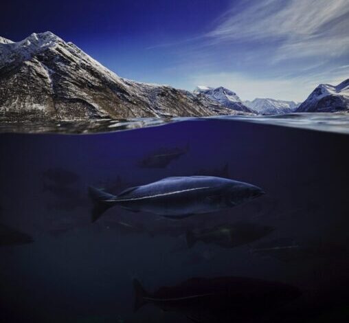 Noruega: origen y garantía del bacalao de calidad mundial
