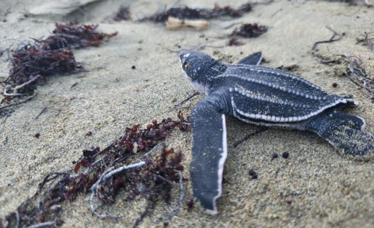 Fundación Eco-Bahia duplica liberación de tortugas marinas y revierte su amenaza en RD
