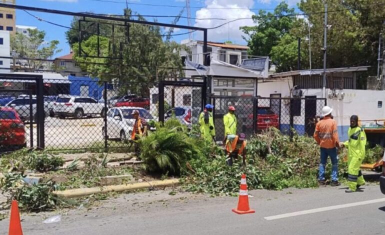 Árboles caídos y luz en riesgo: Edesur entra en acción con despliegue urgente en la capital