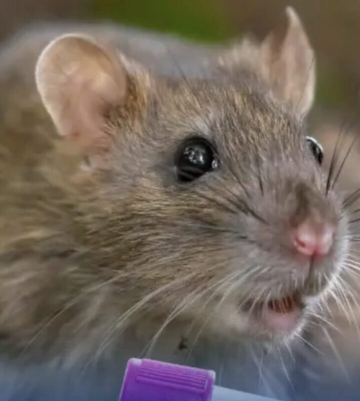 ¿Qué es el hantavirus y por qué preocupa tanto la variante de los Andes?