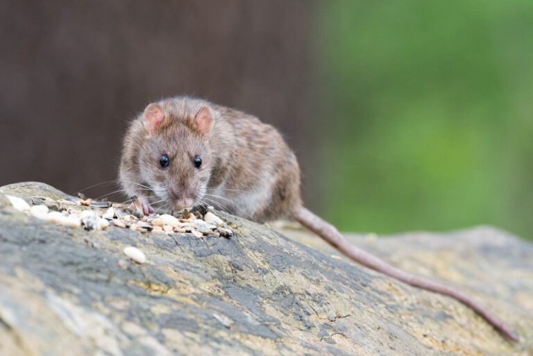 Brote mortal en crucero bajo sospecha de hantavirus