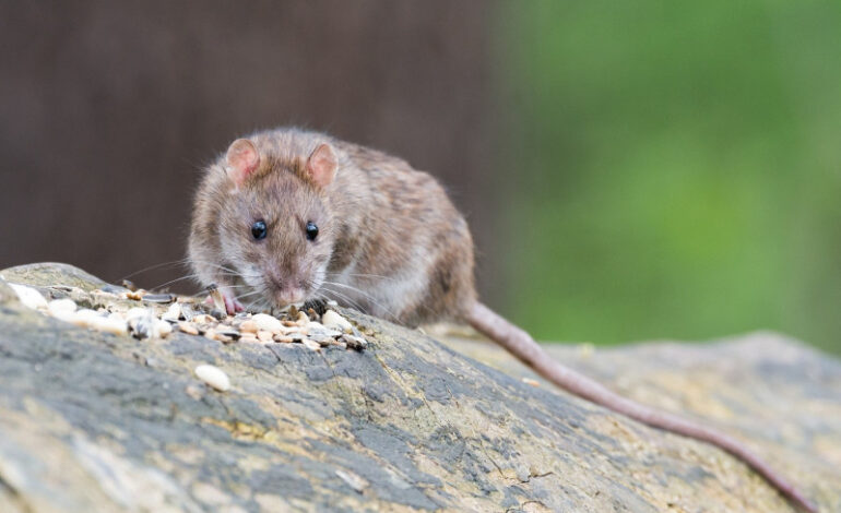 Brote mortal en crucero bajo sospecha de hantavirus