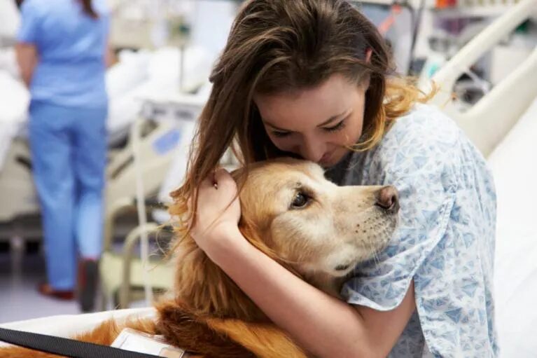 Perros de terapia mejoran la participación de pacientes en rehabilitación tras un ACV