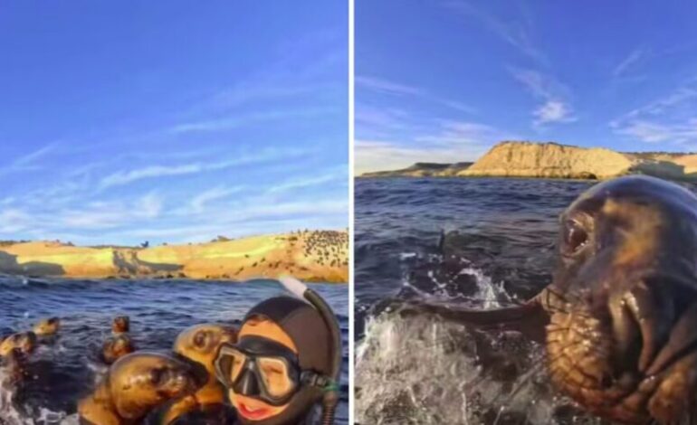 Lobos marinos sorprenden a joven durante snorkel en Puerto Madryn