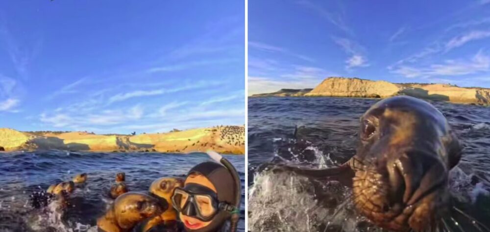 Lobos marinos sorprenden a joven durante snorkel en Puerto Madryn