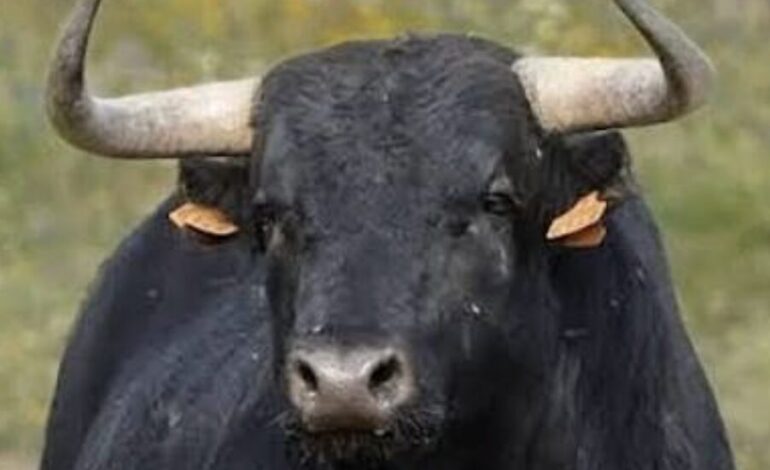 El cuento del toro, la ventana y el hombre viejo: una historia sobre las decisiones que cambian una vida