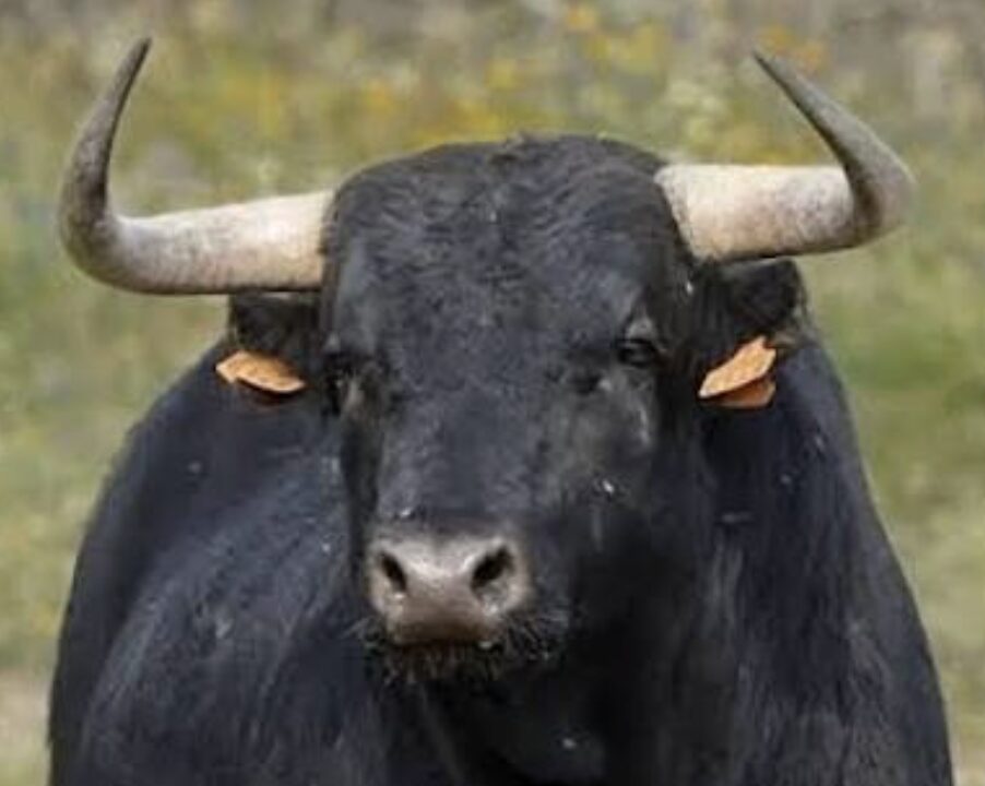 El cuento del toro, la ventana y el hombre viejo: una historia sobre las decisiones que cambian una vida