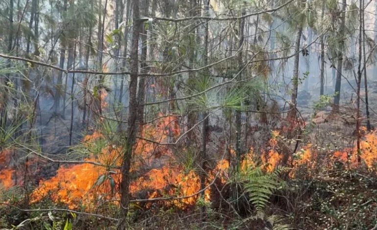 “¡Fuego sin control! Incendio arrasa cientos de tareas en la Sierra de Bahoruco”