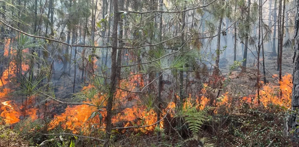 “¡Fuego sin control! Incendio arrasa cientos de tareas en la Sierra de Bahoruco”