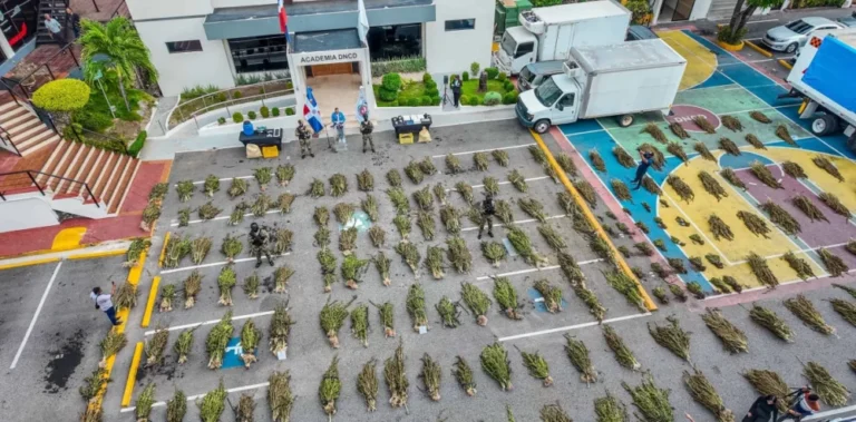 Desmantelan dos plantaciones de marihuana en Azua y arrestan a una persona