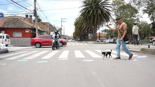 Llaman a crear campaña de concientización para proteger a peatones y animales en las calles