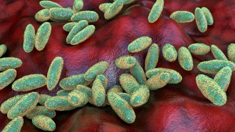 Peste neumónica: OMS pide respuestas a Rusia tras muerte en laboratorio